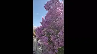 Гусята и цыплята с домашнего инкубатора