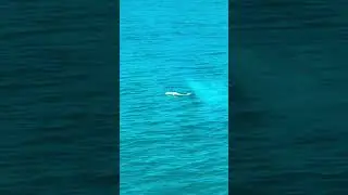 The dog at the sea