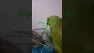 behen ka birthday hai (puffy) #parrot #birthday #shorts