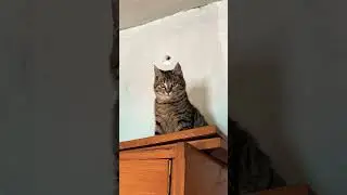 Я кошка