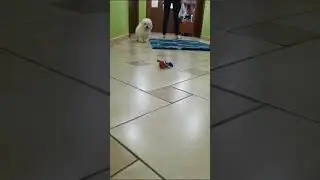 Joker the 4 months old male Bichon Frise puppy