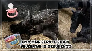 MIJN EERSTE EIGEN VEULEN IS GEBOREN+ de geboorte OP FILM 🎥😱💗💙😱 #joanneneidhoferhorses #vlog367