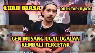 LAHIRAN MUSANG PUTIH ❗❗ MIRIP POCONG ( Gen ugal ugalan )