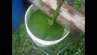 algae processing  -- biofuel experiment