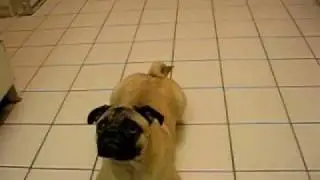 Marcus The Pug Performs Some Tricks