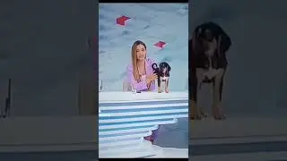 Try not laugh challenge part 5 #funnyshorts #funny #laughingchallenge #funnyvideos