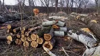 Сплошная санитарная рубка леса возле с.Терновка.