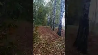 Осінь на дачі.Autumn at the dacha. #shortsvideo #shorts #dachageet #autumn #осень #дача