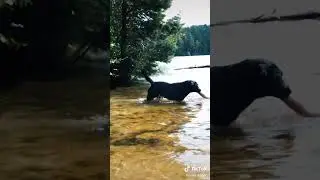 как же хорошо летом ,Гизма #labrador