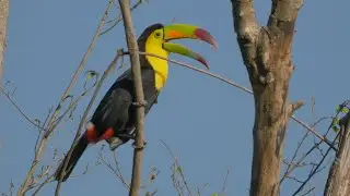 Keel-billed Toucan  and its Call