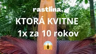 Rastlina, ktorá kvitne 1x za 10 rokov rozkvitla 😱