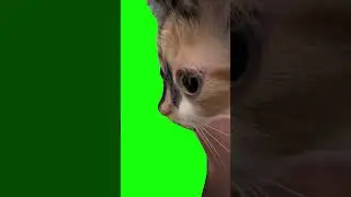Kitten Stare With Trumpet Music Meme | Green Screen