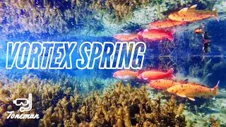 Snorkeling Vortex Spring in Florida | Largemouth Bass, Bluegill and Giant Koi!!