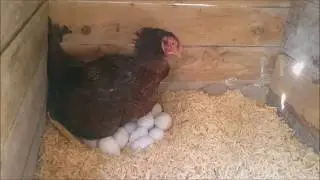 Gurk Yatmaktan Canı Sıkılan Tavuğun Dramı