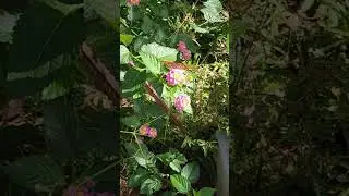 🦋 🦋🦋 in the garden on Lantana