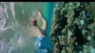 Акула Египет. 23.09.2024 Отель REEF OASIS BLUE BAY