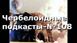 Чербелоидный подкаст 