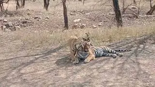 || Tigress & Her Kids Enjoying The Weather || Ranthambore National Park #tiger #wildlife #nature