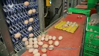 800K Modern Layer Chicken Farm