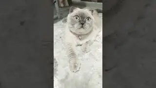 не понимаю!.😇😻#cat#позитив#cuteanimal#котики#милыекотики#