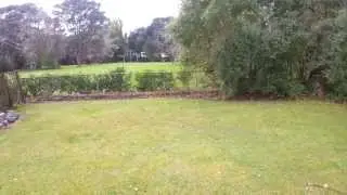 Обучение кота бегу с препятствиями