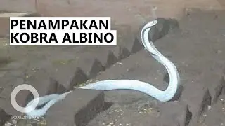 King Cobra Albino Langka Masuk Rumah Warga Saat Badai