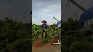 Cách này sẽ giúp Cây tùng Khoẻ mạnh