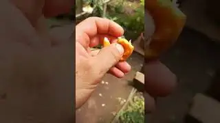 маракуйя 9 июля