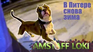 Амстафф Локи | Апрель, Опять Снег | Стаффорд | Amstaff Loki