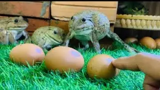 Warriors frogs protect eggs/ funny videos animals, frogs screaming