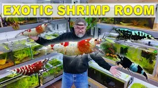 My Shrimp Tank Set Up October 2024
