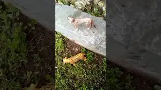 A cheetah and her cub Trying to find a Pride Member Part 2