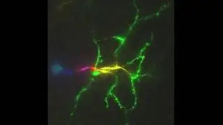 Watch a neuron fire!