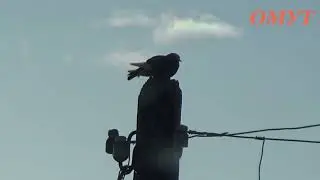 382. ЗНАКИ, КАК ВСЕГДА ЗНАКИ...