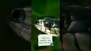 Snakes fun facts #trending #viral #youtubeshorts