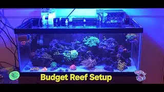 20 Gallon Long Budget Coral Reef Aquarium Setup