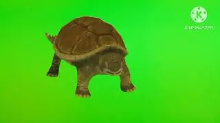 Green Screen Walking Tortoise!! Speaking Tortoise!!
