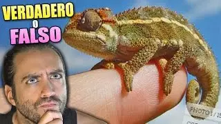 ¿ERES CAPAZ DE ADIVINAR SI UNA FOTO ES VERDADERA O FALSA? | Real or Fake