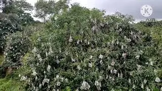Our Mango Farm Out of Control #MangoFarmVisitation
