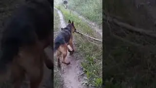 Пес и попугай заготовщики дров