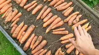 🥕Урожай моркови 02.09.21г.🥕сорта,урожайность!!!