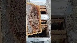 Bir Çıtalık Kovanda Ana Yok Yiyecek Yok Son Zamanda Müdahale ettik.