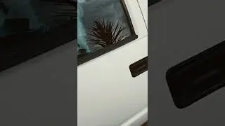 condo is not a mechanic shop