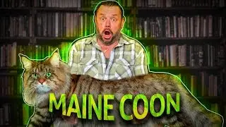 MAINE COON, O GATO GIGANTE AMERICANO! | RICHARD RASMUSSEN