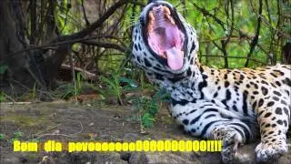 Bom dia da Paloma.