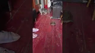 Кот Боится Черепаху