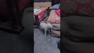 Oski 🐶 Shaitaan ke DRAMME 😂 #funnydogs #dog #puppy #cute #doglover #pets #funny #cutedog #love