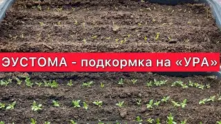 Эустома - подкормка на «УРА»