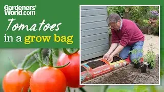 Growing tomatoes in a bag | Alan's guide