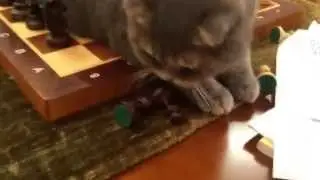 Поиграем Барсик